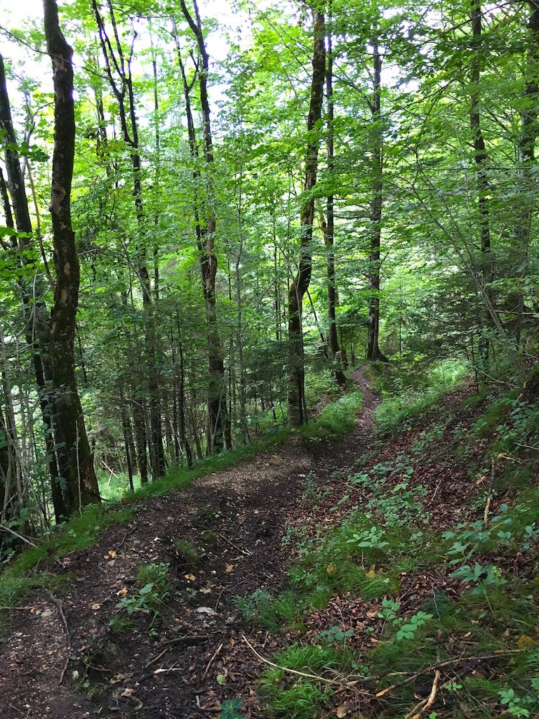 Waldweg auf der Watzmannblick Runde