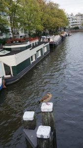 Hausboote mit Ente in Amsterdam