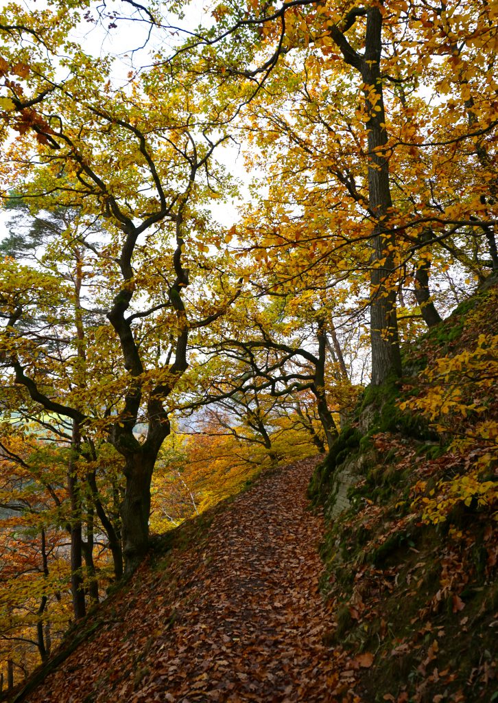 Herbstwald auf dem Diemelsteig