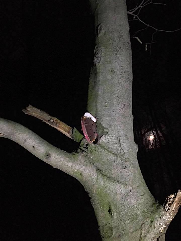 Im Baum eingewachsener Deckel beim Nachtcachen