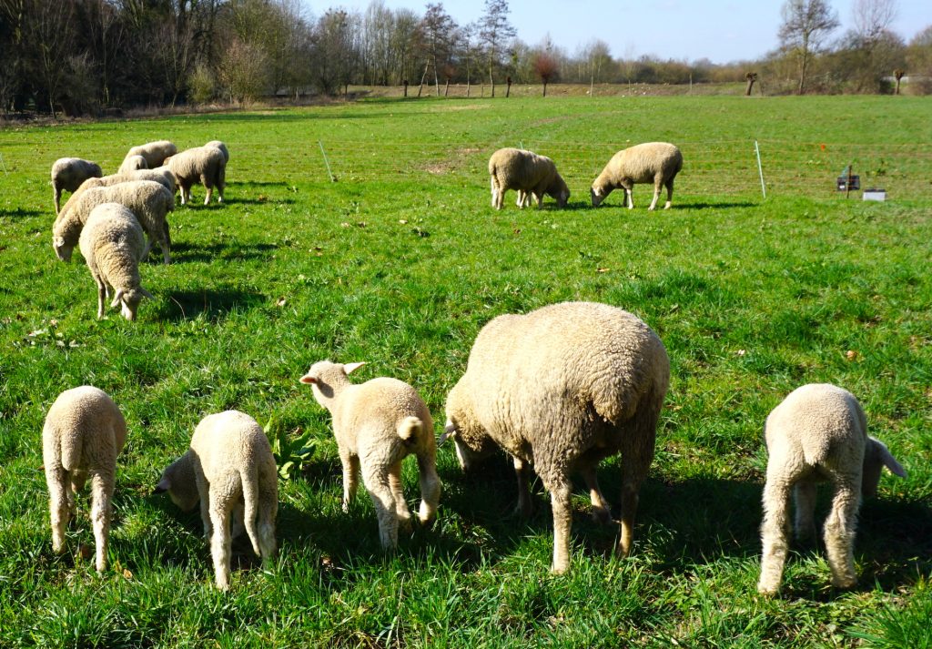 Schafe in Bergheim Paffendorf