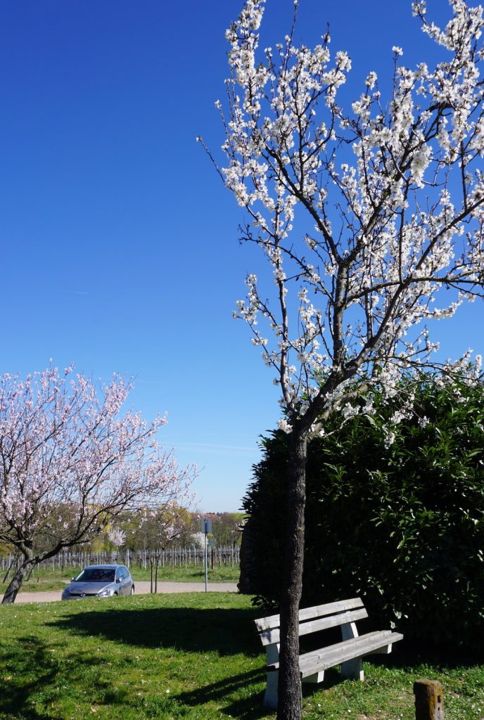 Weiße Mandelblüte in Edenkoben