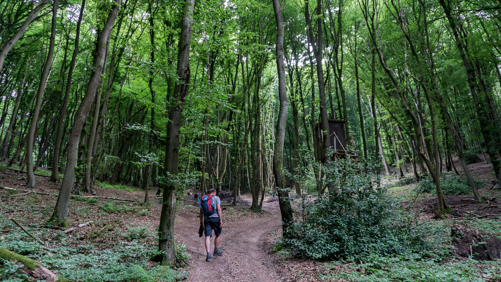 Anstieg durch den Wald beim Ahrtaler Gipfelfest zur Bengener Heide