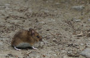 Maus auf dem neanderlandsteig