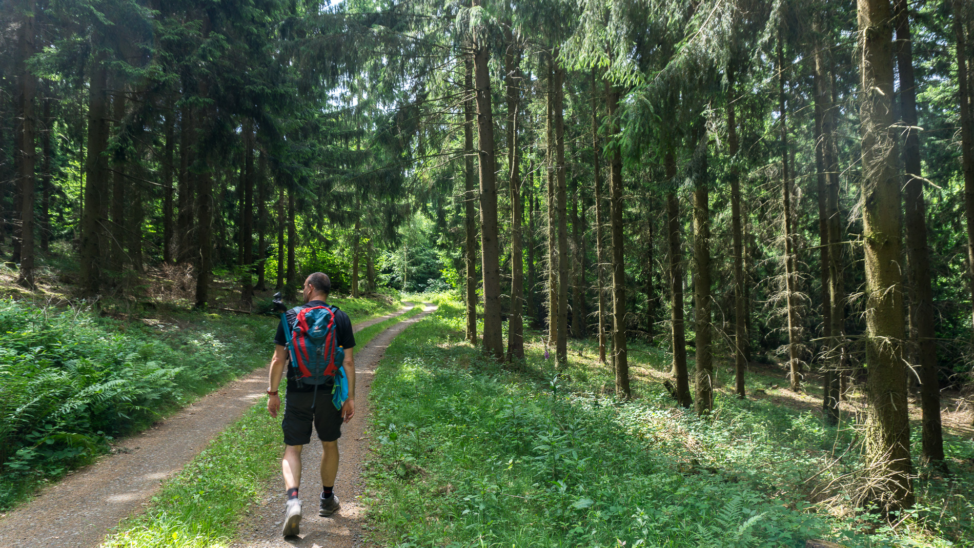 12. Ahrtaler Gipfelfest der Weg zur Florianshütte führt durch den Wald