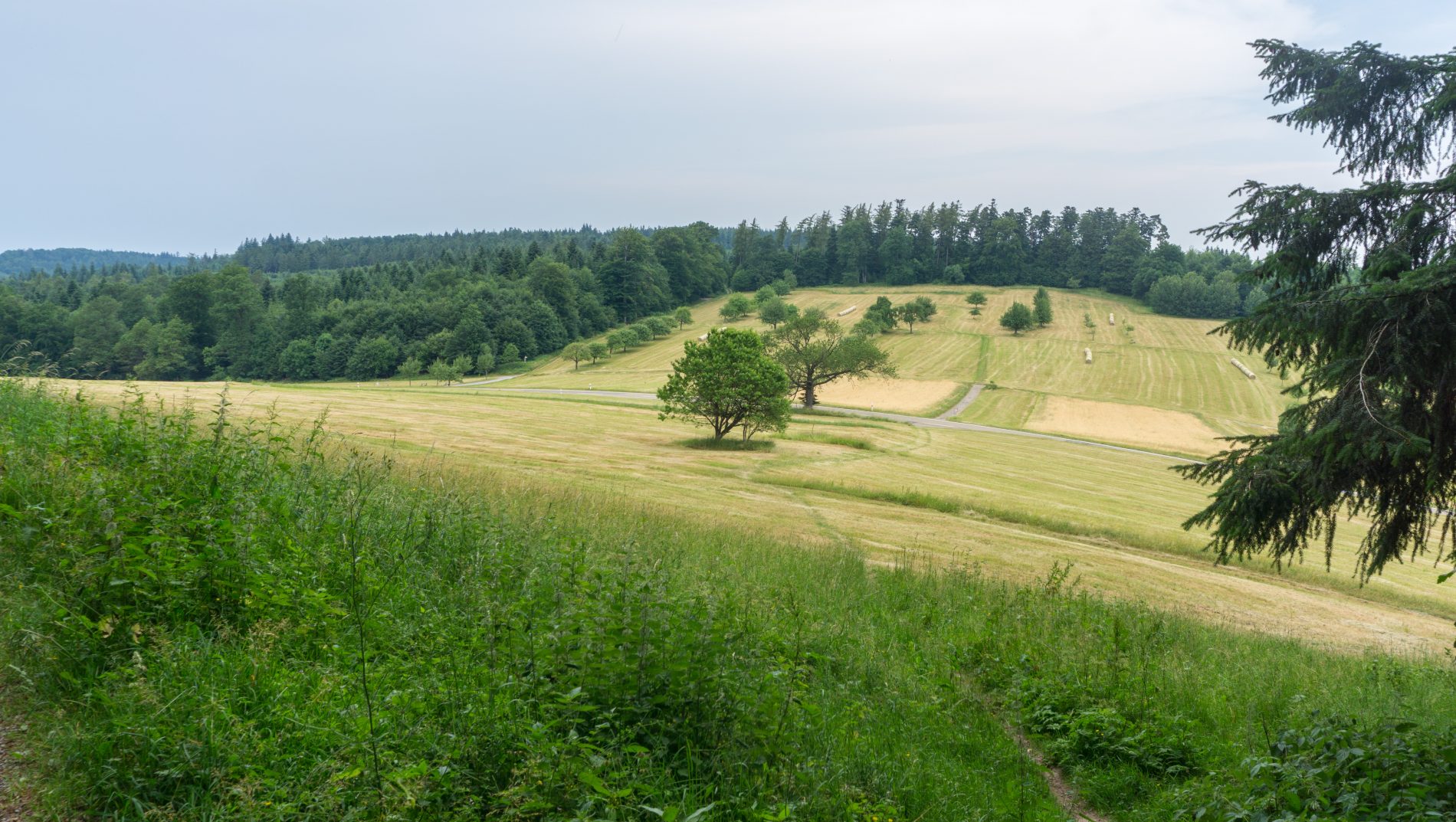 Der Weg führt über Felder, Wiesen und am Waldrand entlang