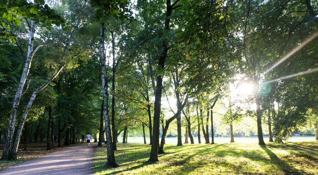 Die Sonne scheint durch die Bäume beim Geocaching im Kölner Grüngürtel