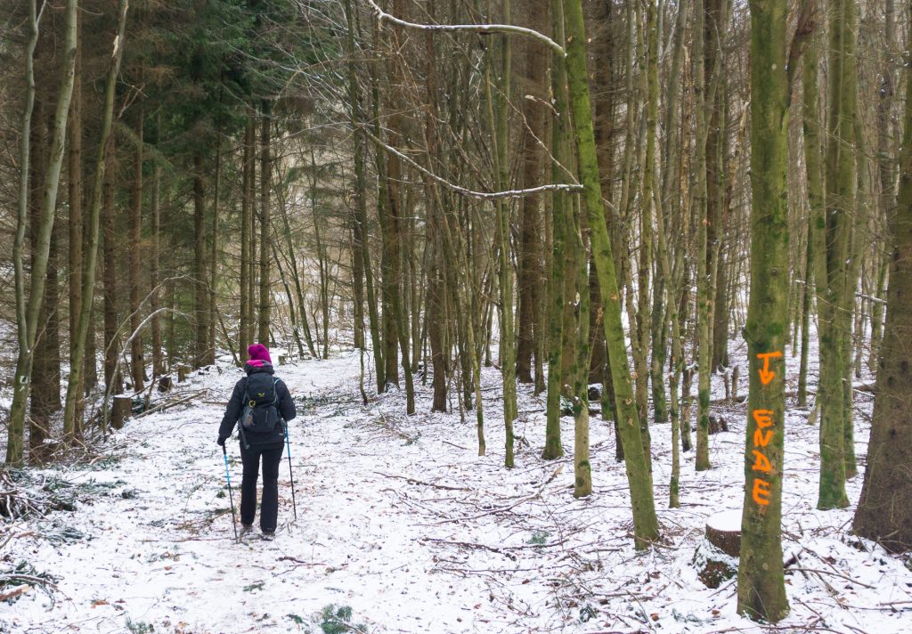Hinkestein-Wandermarathon Waldweg mit Markierungen von Waldarbeiten