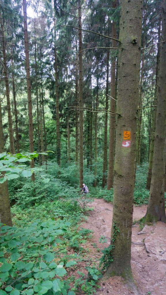 Abstieg ins Wahnbachtal auf dem Natursteig Sieg