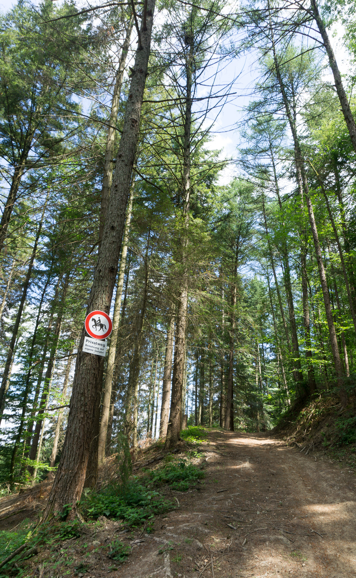 Ein Waldweg mit Reitweg Markierung