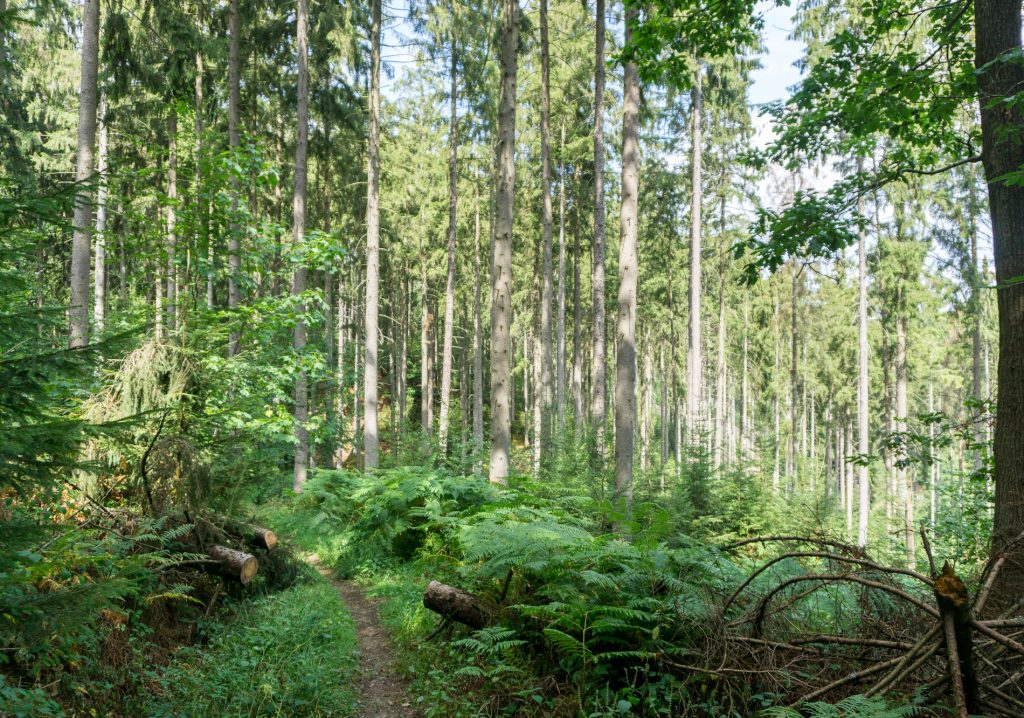 Wanderweg Durch den Wald Natursteig Sieg 