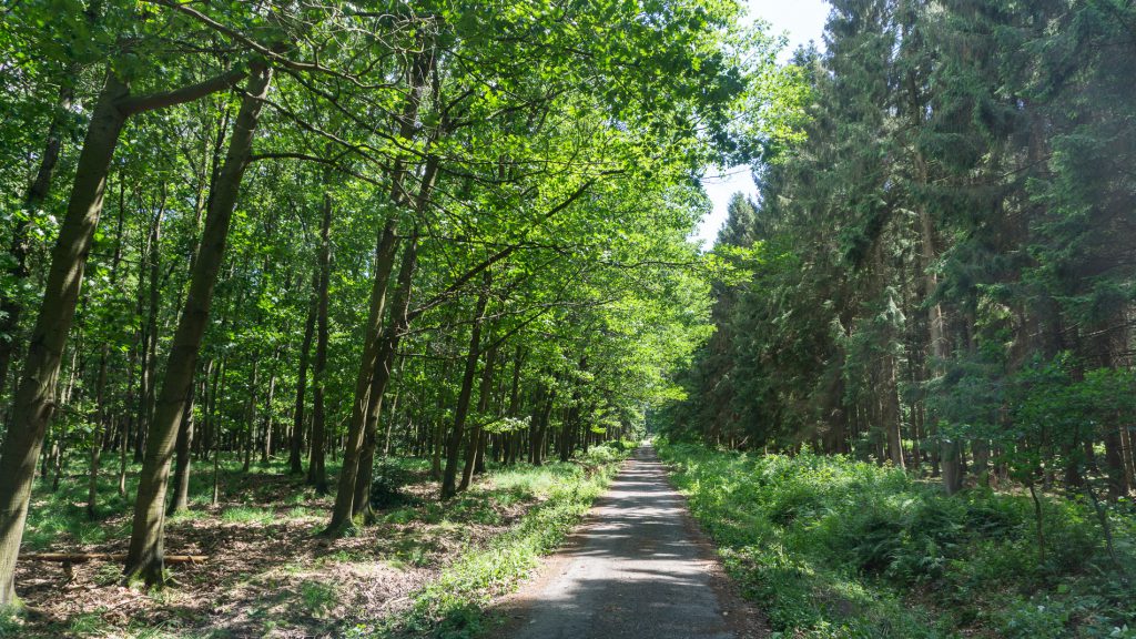 Wald in Ostbelgien